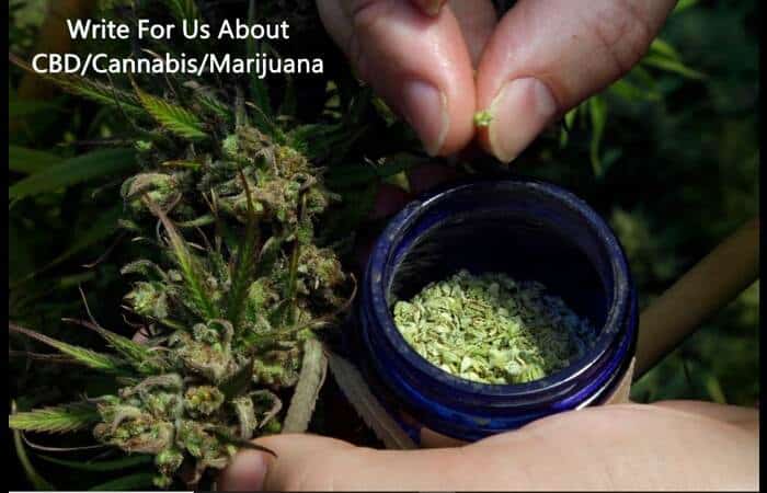 Write For Us About CBD Cannabis Marijuana