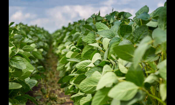 Close Up Of A Soybean Plant Field Under A Blue Sky-on A Summer Day