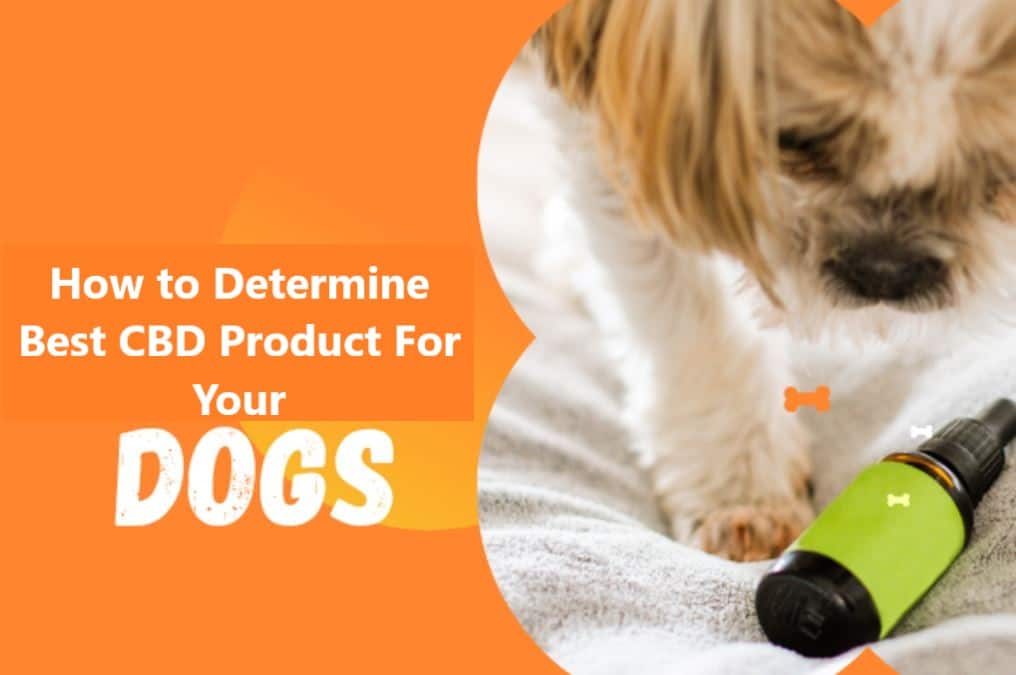 Best CBD Product For Your Dog