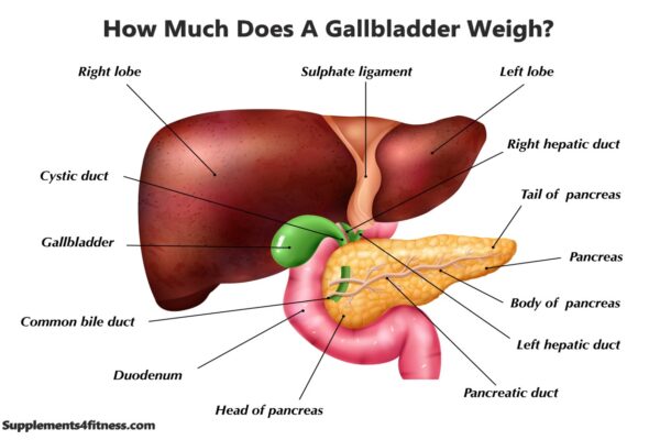 Gallbladder Weight