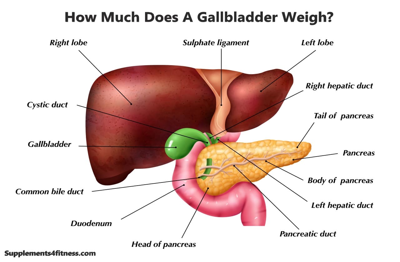 How Much Does A Gallbladder Weigh? (Detailed Answer)