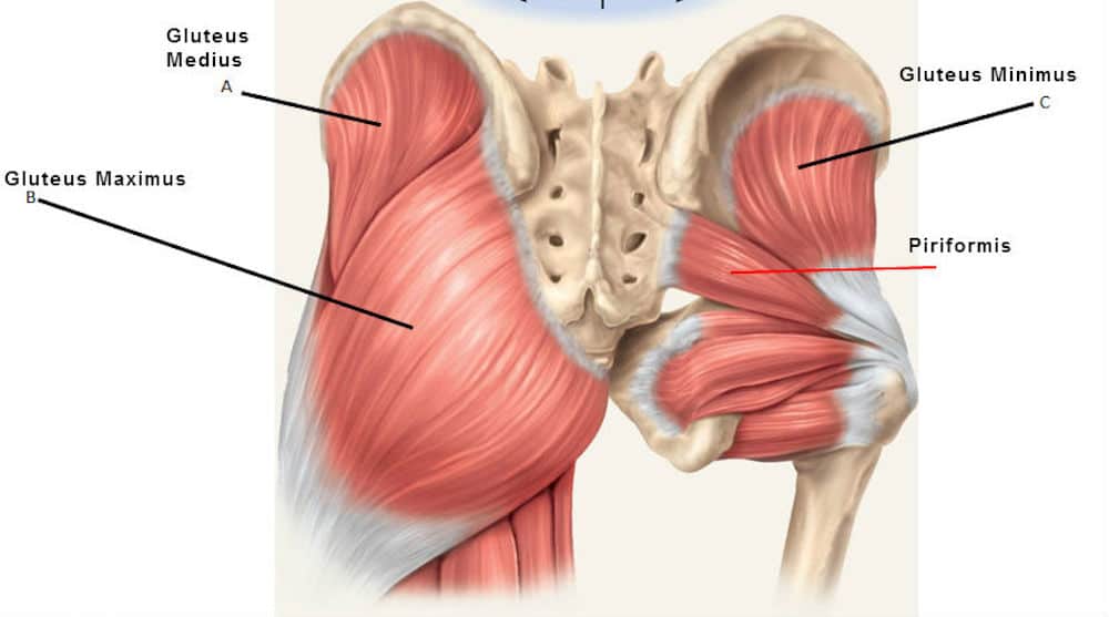 Gluteal Muscles