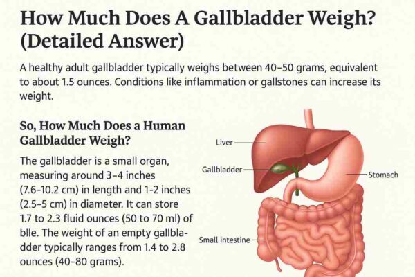 How Much Does A Gallbladder Weigh?