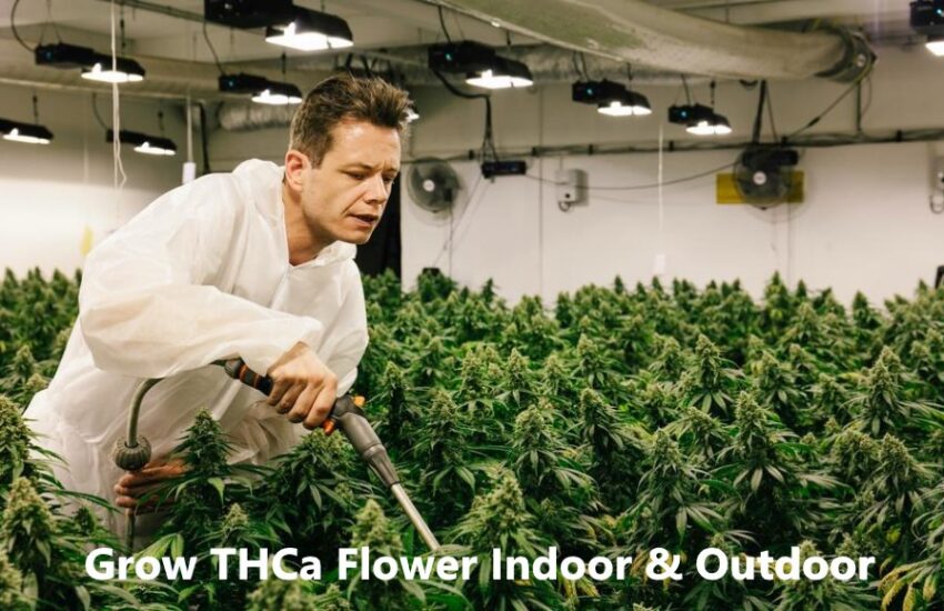 Grow THCa Flower Indoor And Outdoor