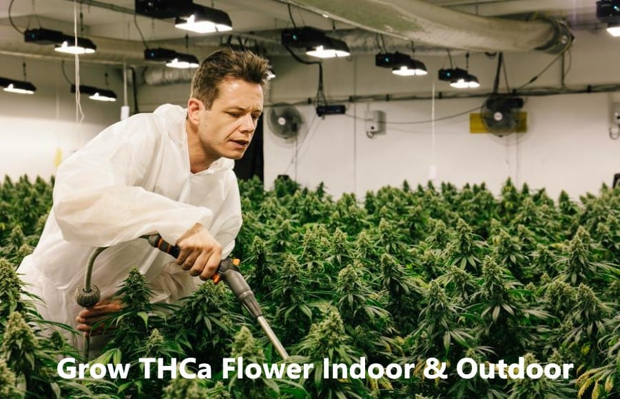 Grow THCa Flower Indoor And Outdoor