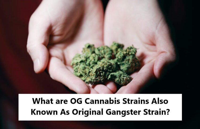 OG Cannabis Strain