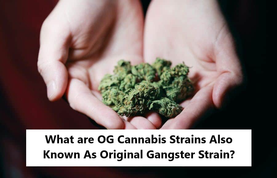 What Are OG Cannabis Strains Also Known As Original Gangster Strain?