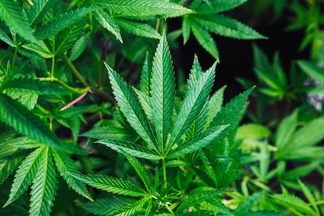 Write for Us: CBD, Cannabis, Weed & Health Guest Posts