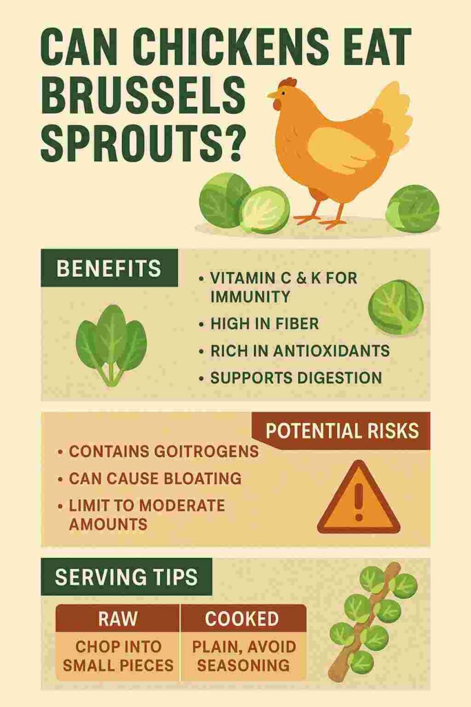 Chickens can eat Brussels sprouts safely, providing nutrients but should be served in moderation to avoid thyroid issues.
