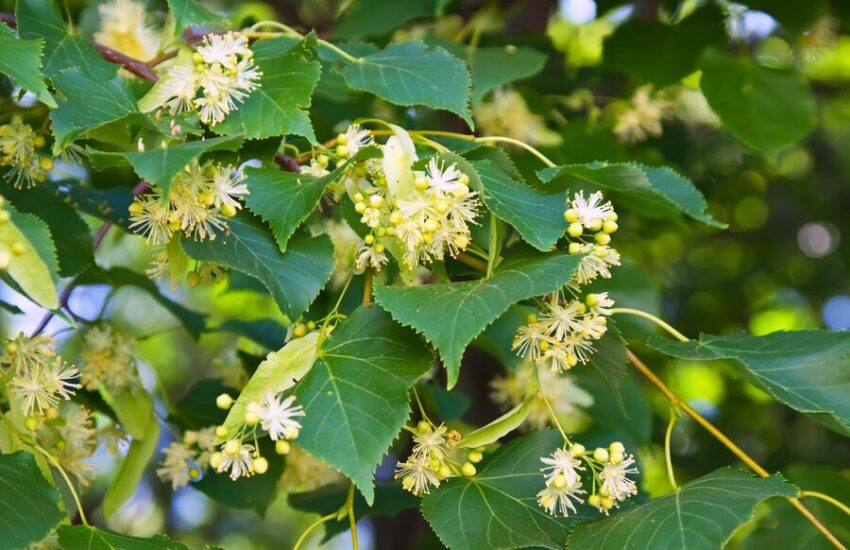 A flowering tree with vibrant leaves, representing Fadogia agrestis, a shrub known for its potential health benefits.