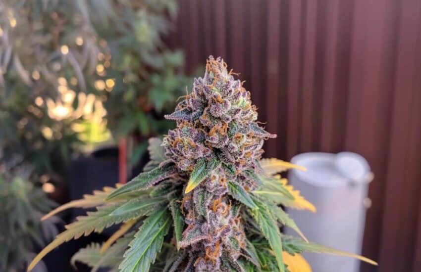 A cannabis plant stands in front of a fence, showcasing vibrant neon buds characteristic of the Galactic Warheads strain.