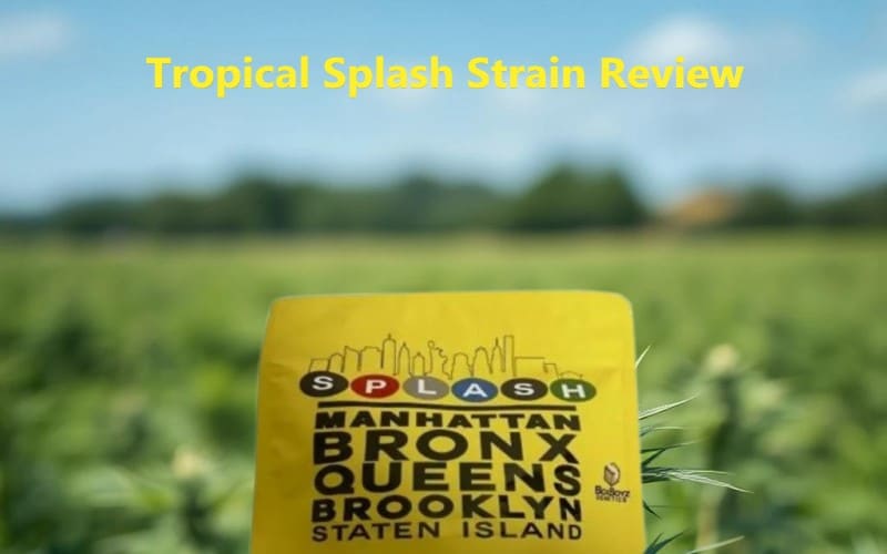 Review of Tropical Splash strain, a flavorful hybrid with uplifting effects and a vibrant tropical taste.